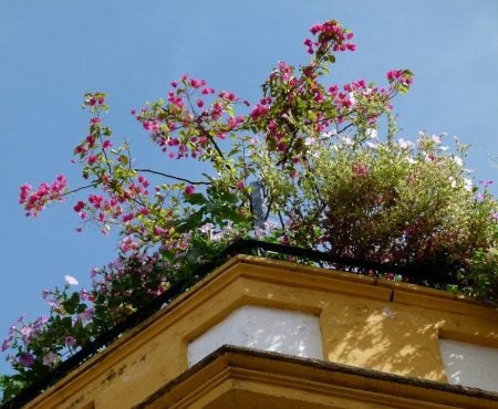 Roof Garden