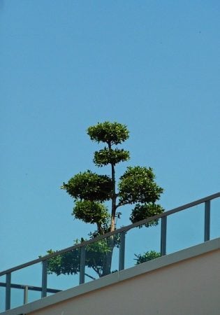 Roof Terrace