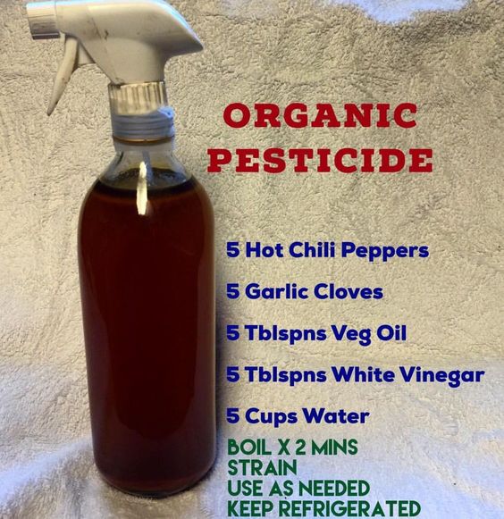 Keep this handy. Spray on insects or wipe plants & leaves, similar to the way your would dust furniture. Safe for the food & the soil #Organic #Pesticide