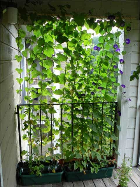 wall plants vines