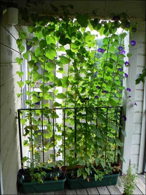 Use Some Gorgeous Hanging Vines