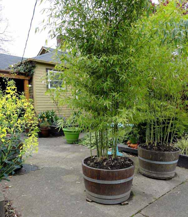 Use Wine Barrels as Planters for Tall Plants