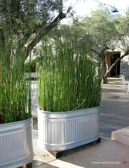 Plant Tall Grasses or Bamboo