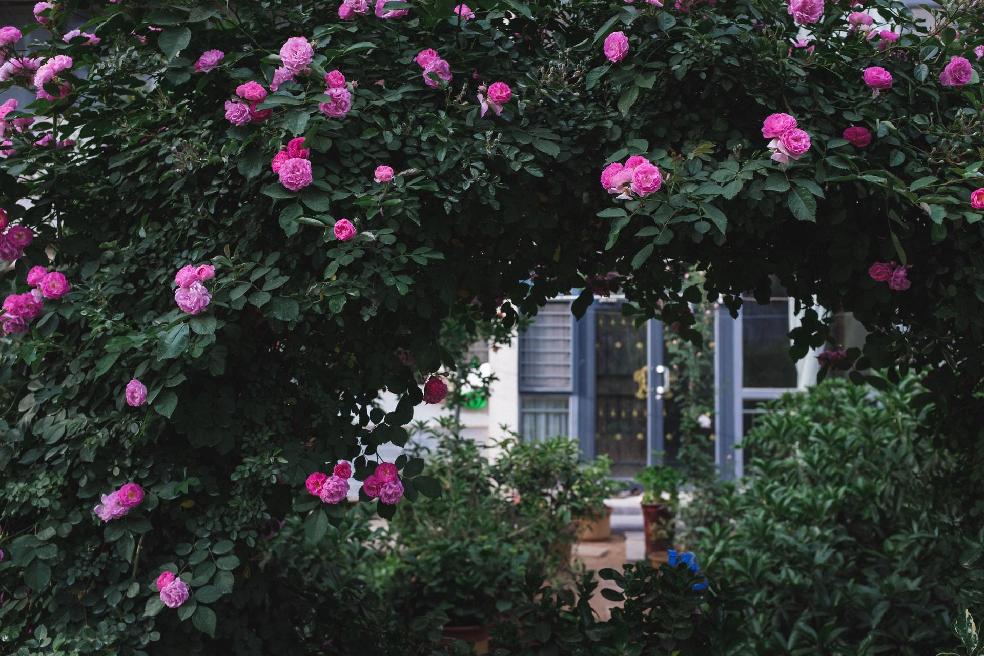 <strong>Add a Gorgeous Rose-Covered Archway</strong>