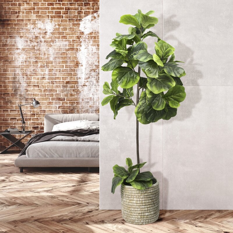 Find Some Fun with a Fiddle Leaf Fig