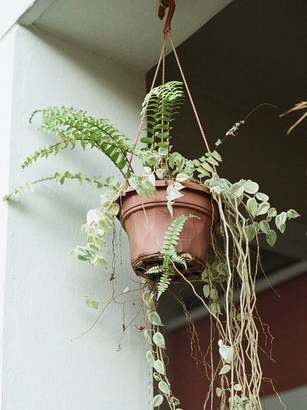 Hanging Ferns are Fantastic for Foyers