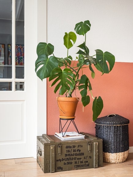 Make Your Entryway Monstera-zing