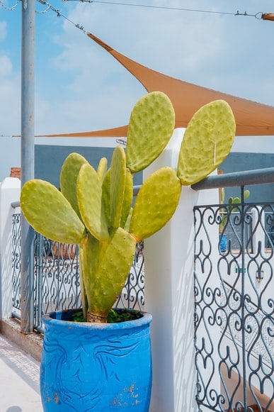 Plant a Prickly Pear Pokie Plant (Cactus)