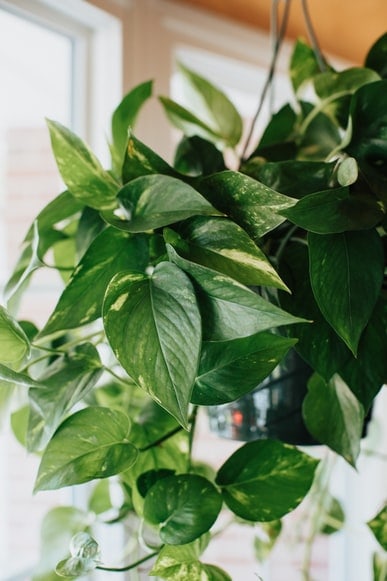 Hang a Trailing Blue Pothos Plant