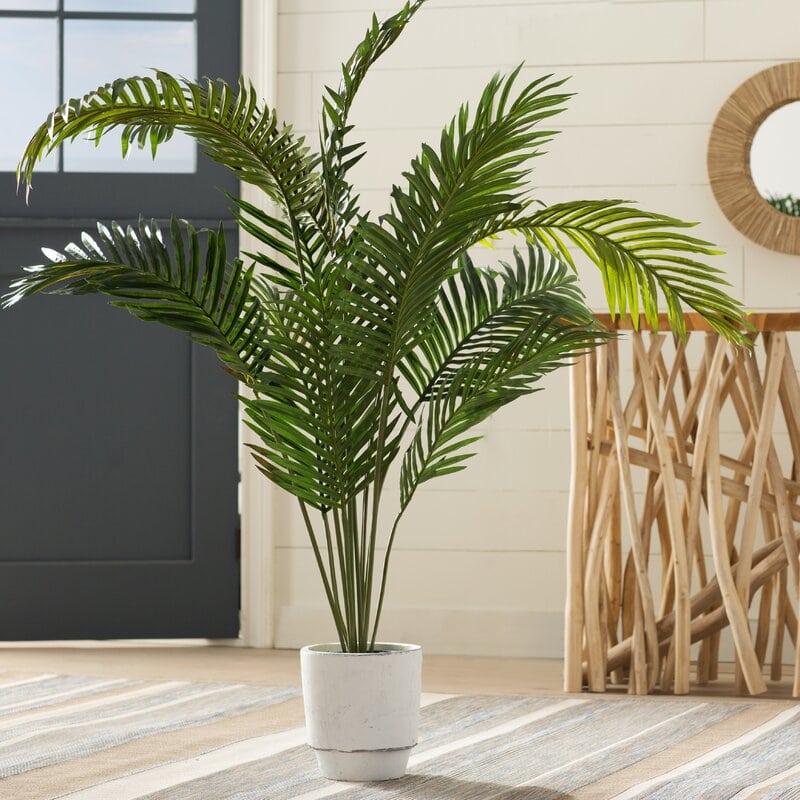 Add an Areca Palm for Air Purification
