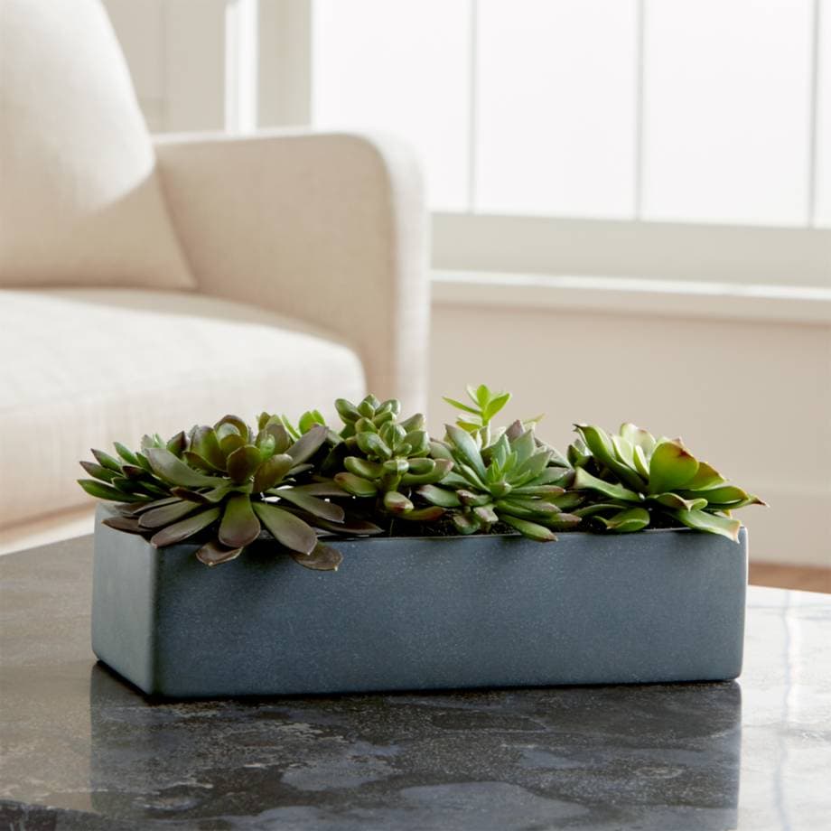Create a Coffee Table Centerpiece with Succulents