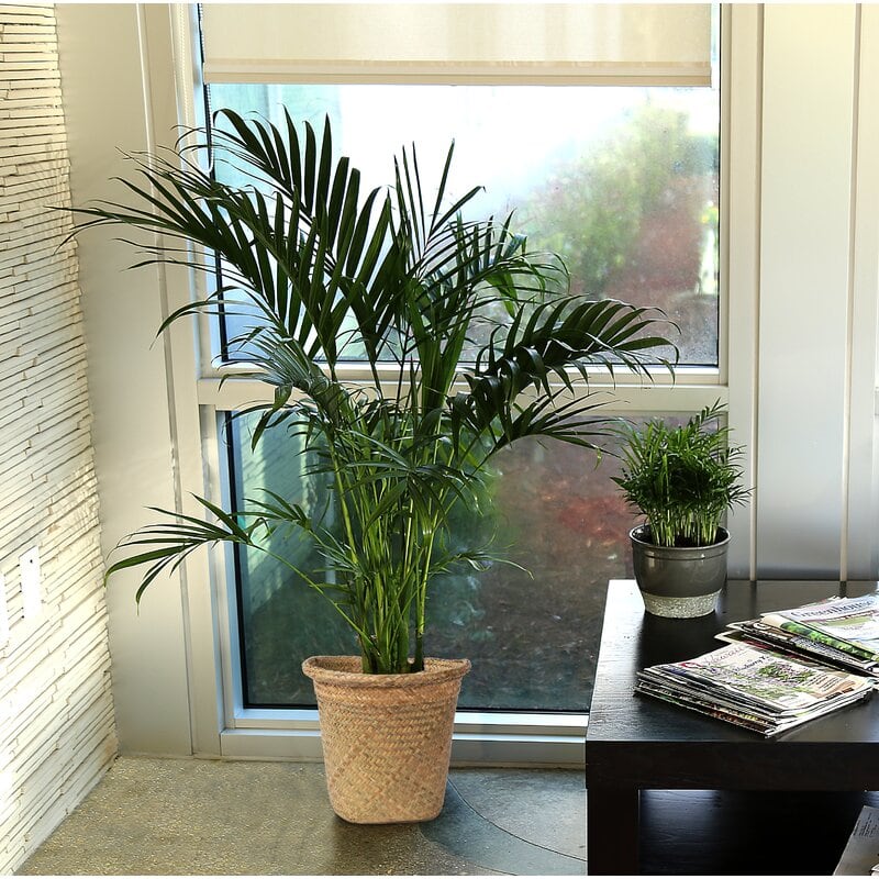 Pull the Tropics Into Your Entryway with a Palm Plant