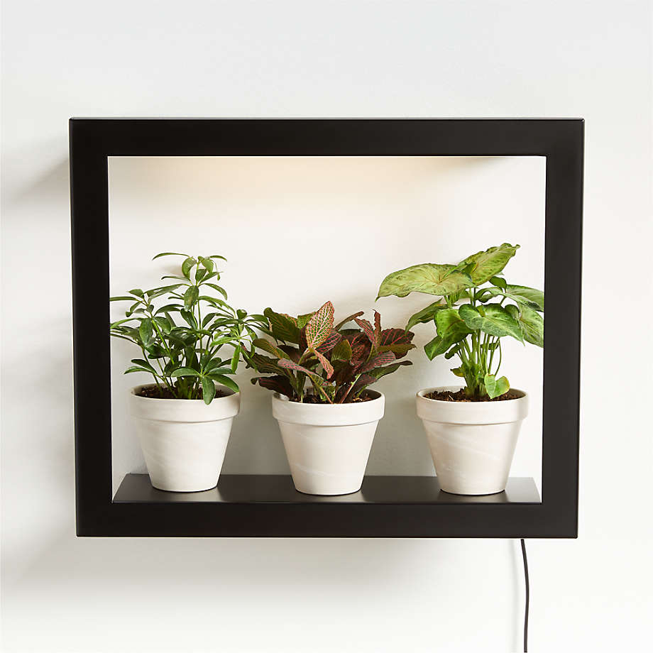 Keep Plants Thriving with a Grow Frame