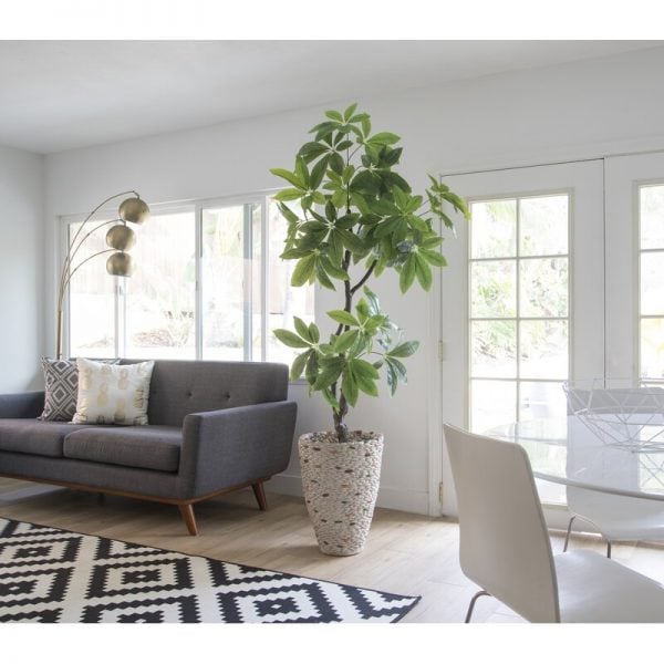 20 Indoor Entryway Plant Ideas for Your Home