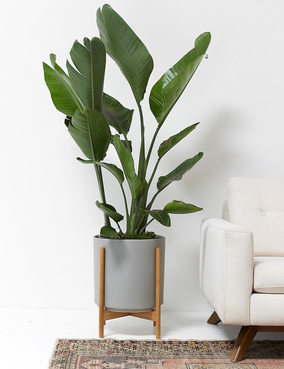 Use Planters + Stands for Medium to Large Plants