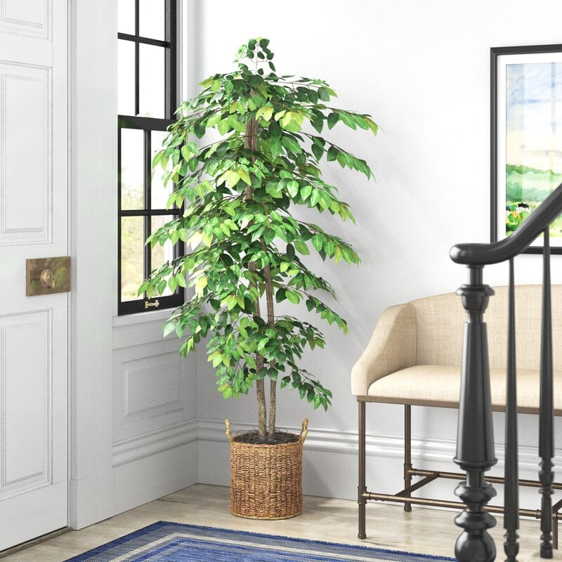 Go with a Gorgeous Green Giant - Ficus